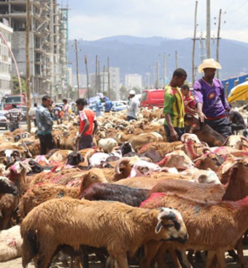 Projects ethiopian easter 7e0a7bd630a228c047e78c41868192d0